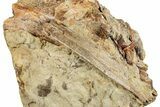 Sandstone With Eleven Teeth, Tendon & Bones - Wyoming #265529-4